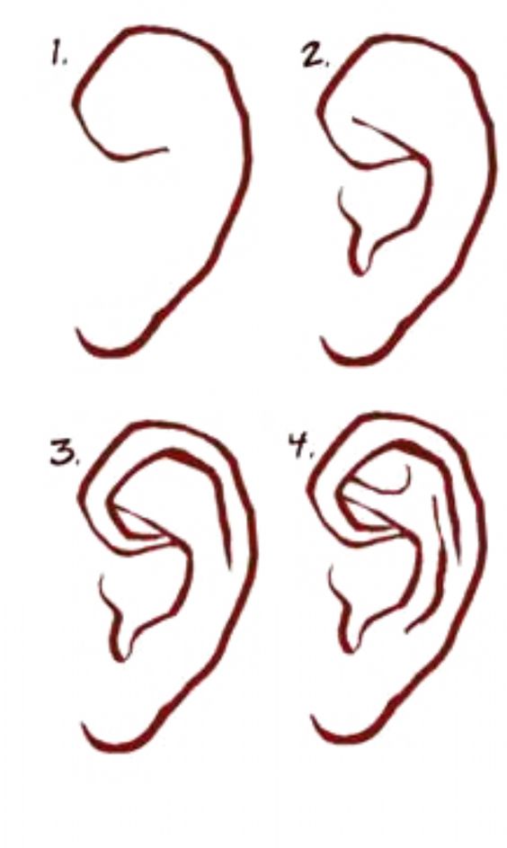 Ears - Step by Step Guide to Draw