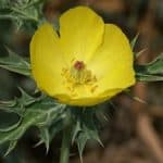 Mexican Prickly Poppy flower