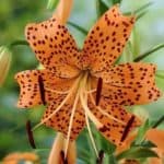 Orange Tiger Lily flower