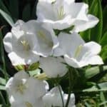 Siroi Lily flower