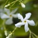 Star Jasmine flower