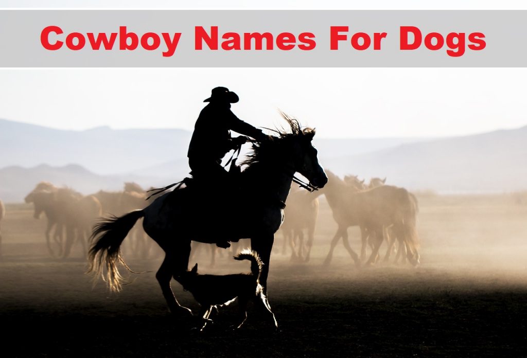 Cowboy Names For Dogs