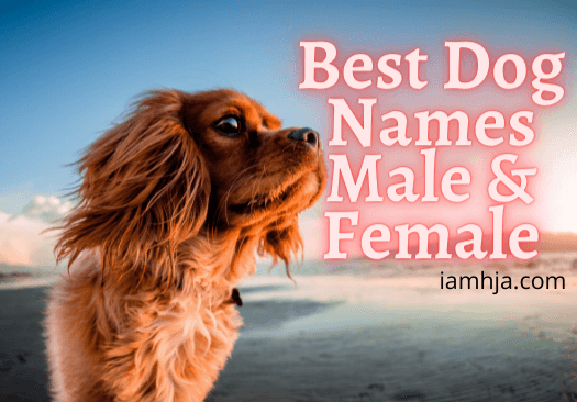 Best Dog Names