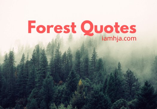 Forest Quotes