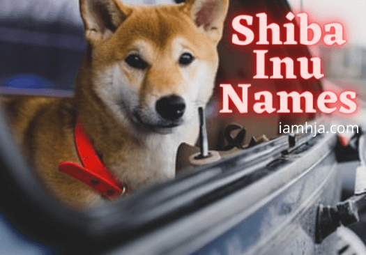 Shiba Inu Names