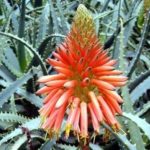 Aloe Vera Flower