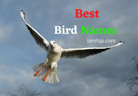 Best Bird Names