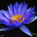 Blue Water Lily