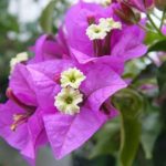 Bougainvillea