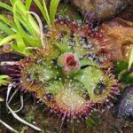 Burmann’s Sundew flower