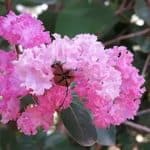 Common Crape Myrtle