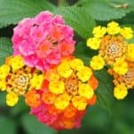 Common Lantana flower