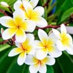 Common White Frangipani