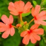 Crossandra flower