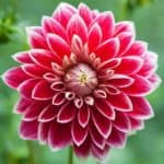 Dahlia flower