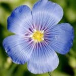 Flax flower