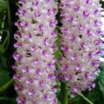 Foxtail Orchid flower