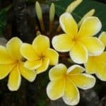 Golden Frangipani