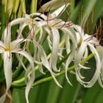 Grand Crinum Lily flower