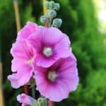 Hollyhock flower