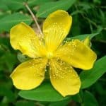 Hypericum flower