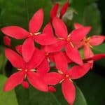 Ixora Coccinea flower