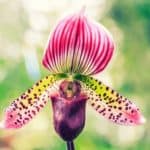 Lady’s slipper orchid