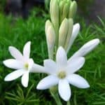 Mexican Tuberose flower