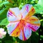 Mirabilis Jalapa