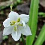 Monsoon lily flower