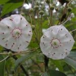 Mountain Laurel