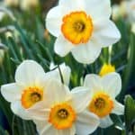 Narcissus