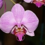 Orchid