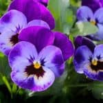 Pansy