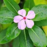 Periwinkle flower