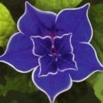 Picotee Blue Morning Glory