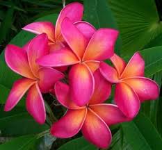 Plumeria flower