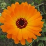 Pot Marigold flower