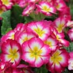 Primrose flower