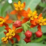 Scarlet Milkweed flower