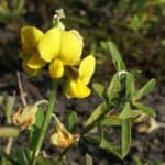 Showy Rattlepod flower