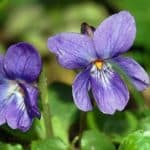 Sweet Violet flower