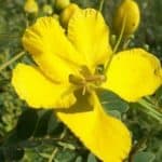 Tanner’s Cassia flower