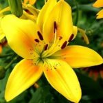 Asiatic Lily