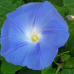 Blue Morning Glory