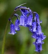 bluebell flower