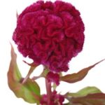 Cockscomb flower