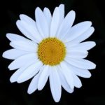 Daisy flower