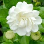 Jasmine flower