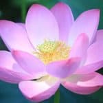 Lotus flower